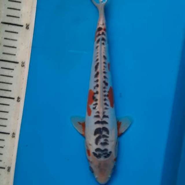 Shusui 28cm 