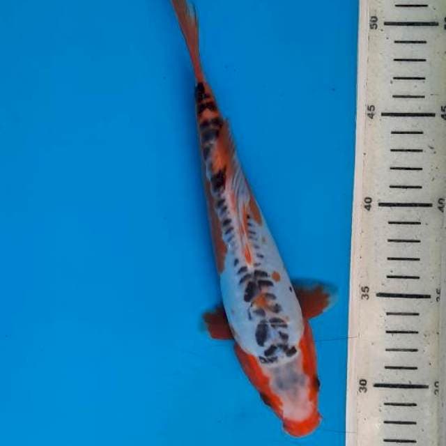 Shusui 24cm 