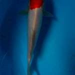 tancho doit 21 cm