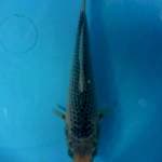 asagi 22 cm