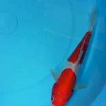 kohaku doit 20 cm