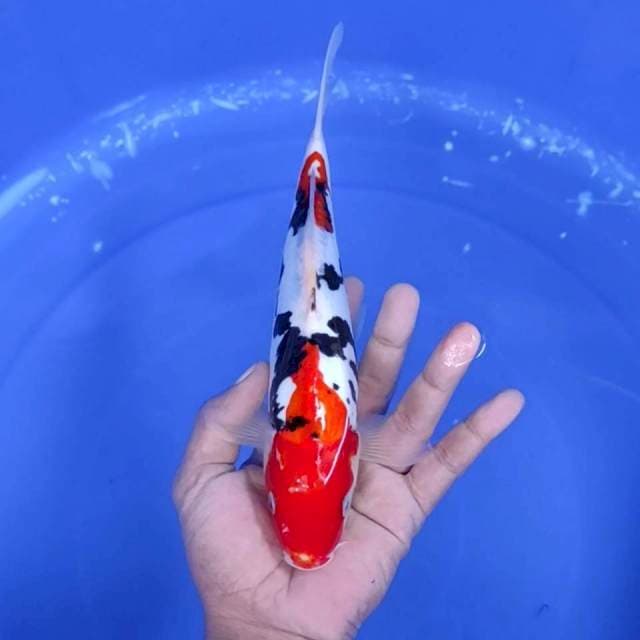 1. Beni Kumon || 20 cm || Jantan