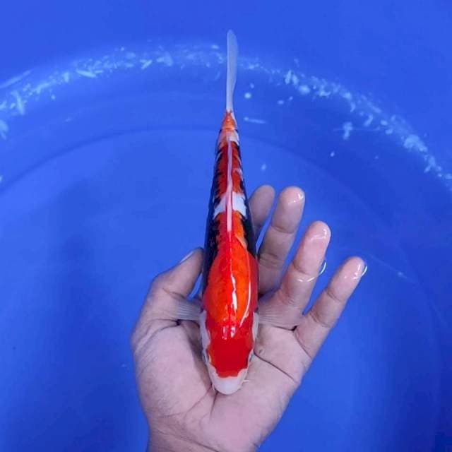3. Beni Kumon || 23 cm || Jantan
