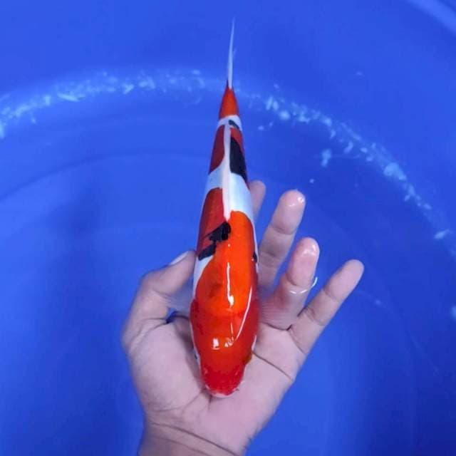 4. Beni Kumon || 25 cm