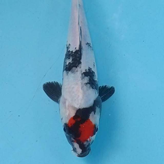 Tc. Showa 20 cm. 