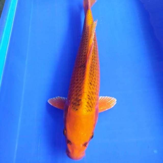 Kinmatshuba
