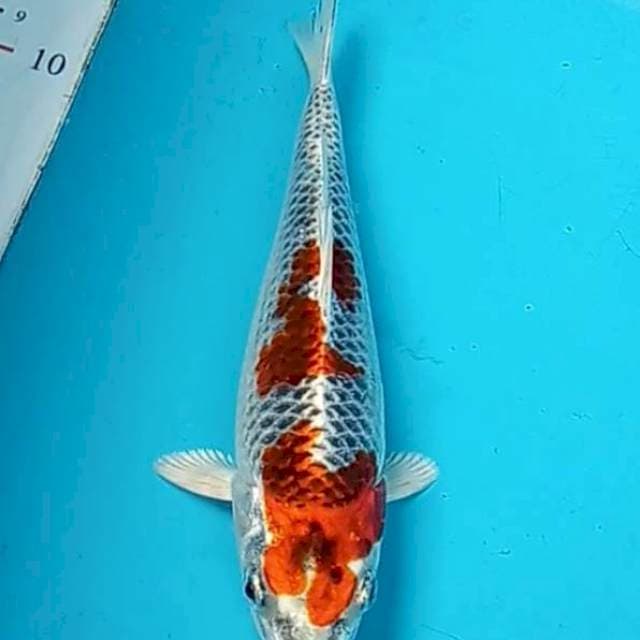 Kujaku 20bu