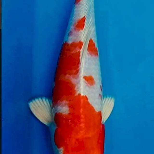 Kohaku hikari 25bu