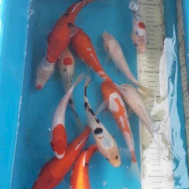 15 ekor 15-22 cm