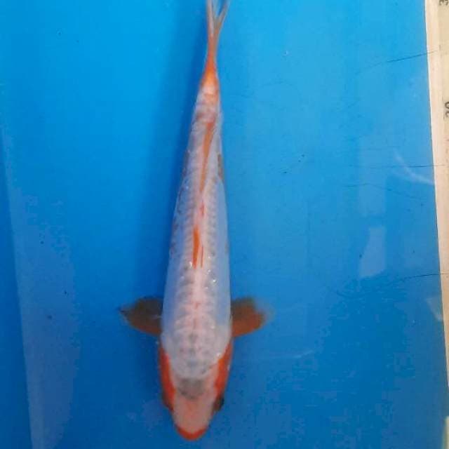 Khosui 21cm 