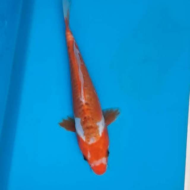 Hana Shusui 22cm