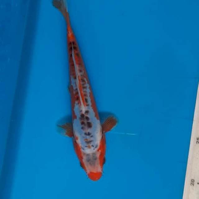 Shusui 22cm