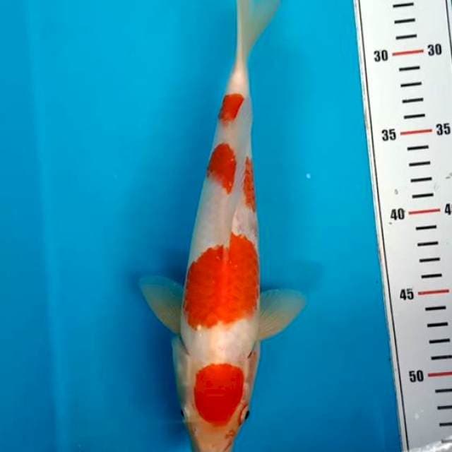 Kohaku Yondan 28cm