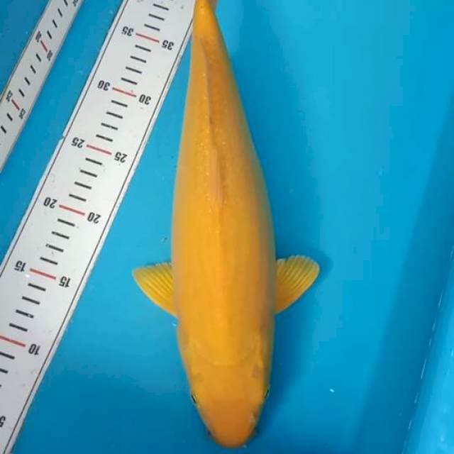 Karashi 40cm MH