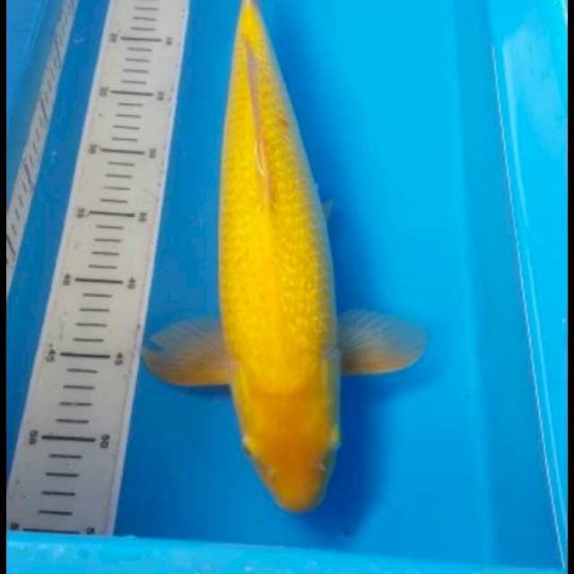 Karshi Ginrin 43cm MM