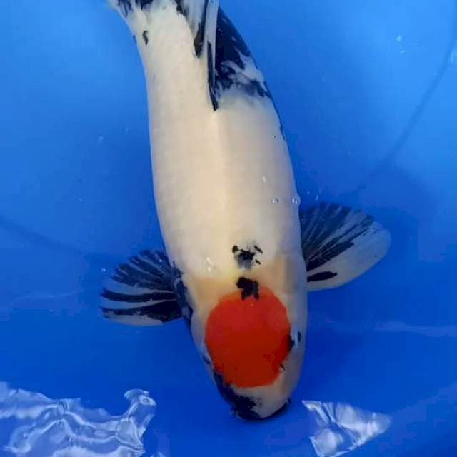 Tc Showa Jumbo