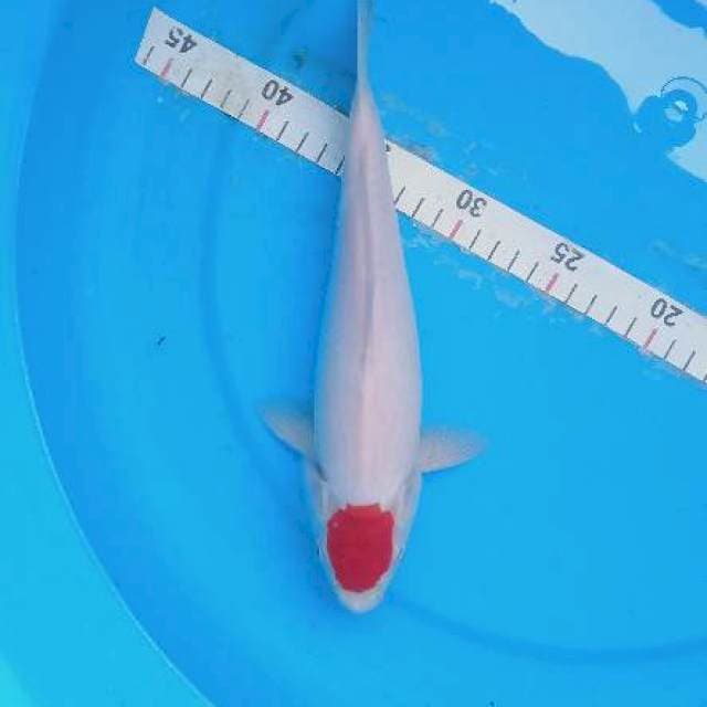 Tancho kohaku bersih