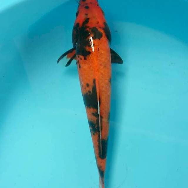 hi utsuri 24