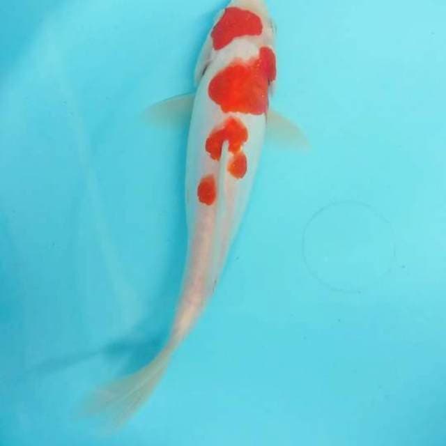 doitsu 22 cm