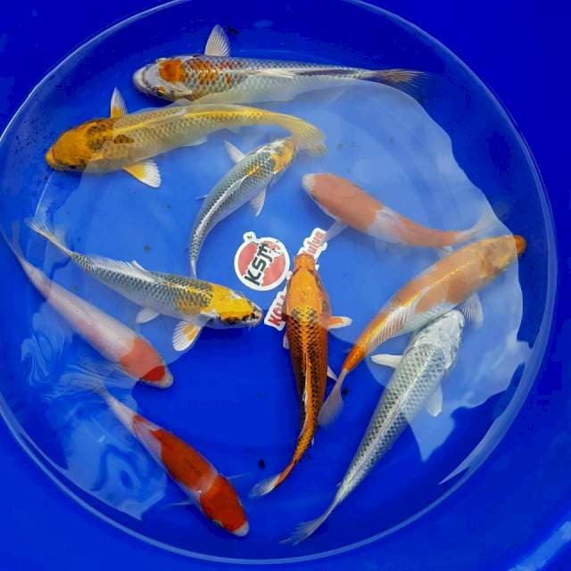 Mix 10 ekor Kujaku, Hariwake, Kohaku, Gin Matsuba