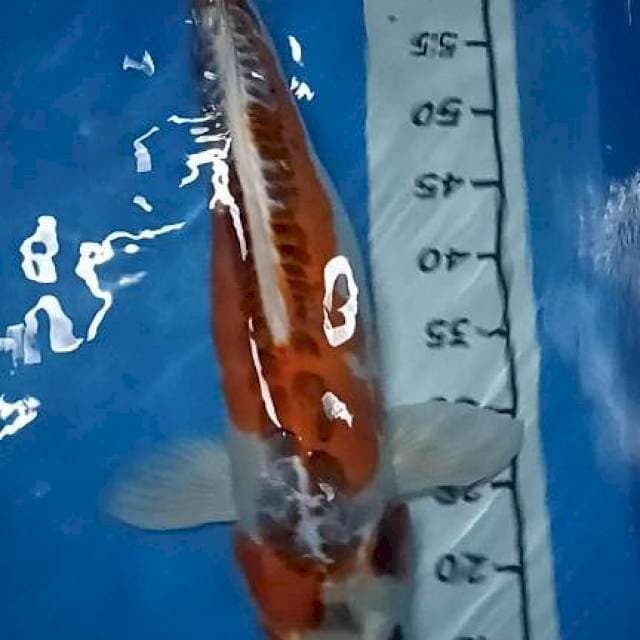 shusui 65cm
