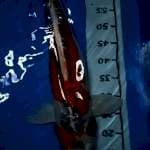 shusui 65cm