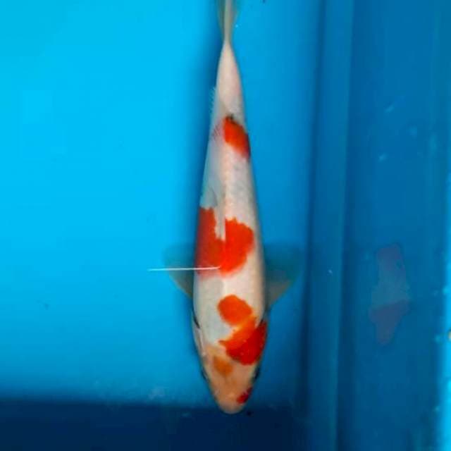 Showa tategoi 22cm