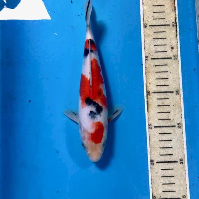 Sanke, male 23 cm