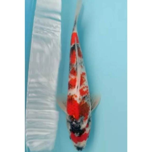 showa tategoi 30 cm
