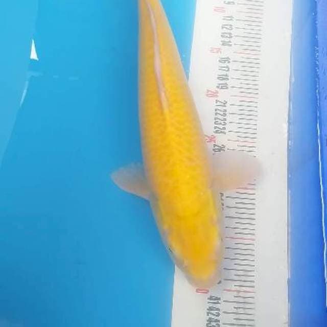 Karasi mata merah mulus