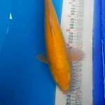 Karasi mata merah mulus