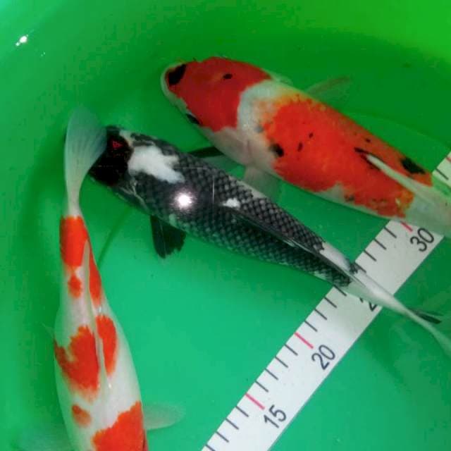Mid koi 30.32.34