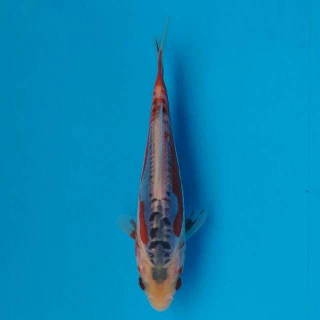 Yamaju Shusui