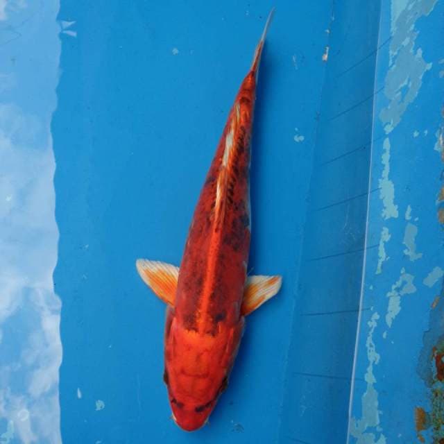 Benikiko Import non serti