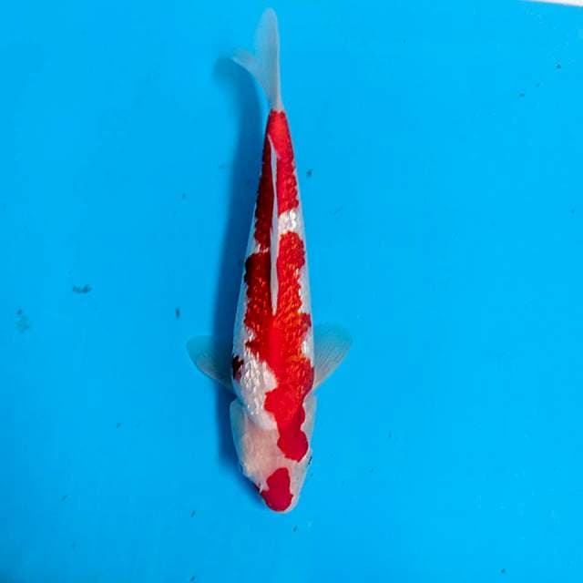 KOHAKU GINDRIN MERAH 30CM 