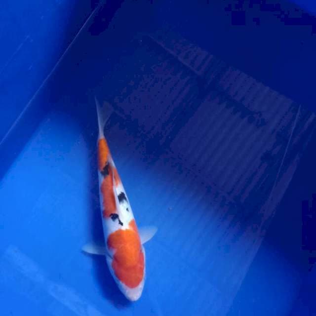 Sanke, 24cm