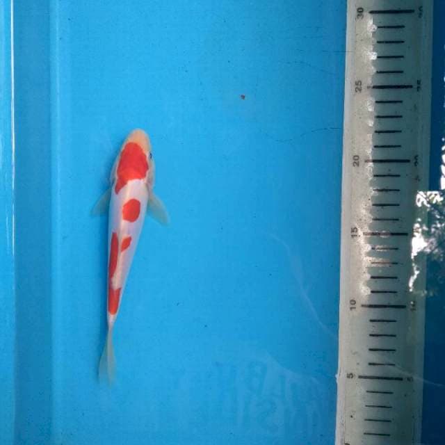 IND doit 17cm