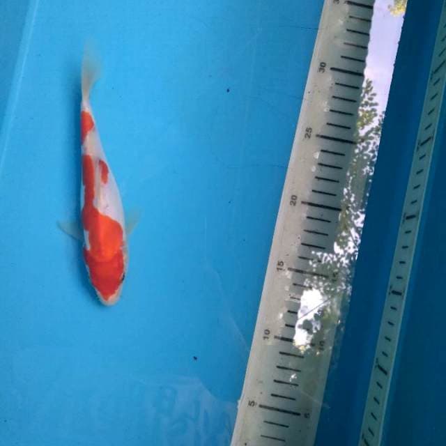IND doit 19cm