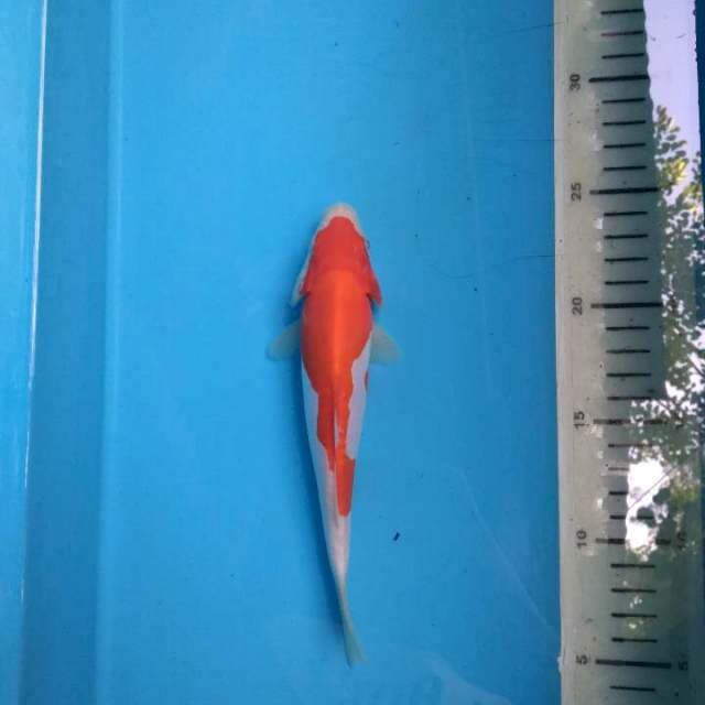 IND doit 17cm