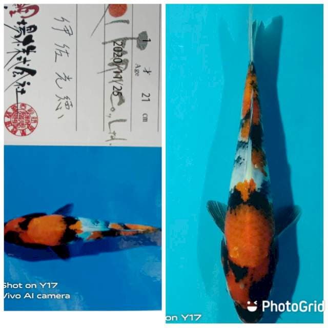 Showa isa new jumbo tosai