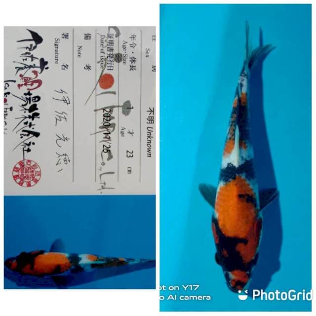 Showa jumbo tosai isa