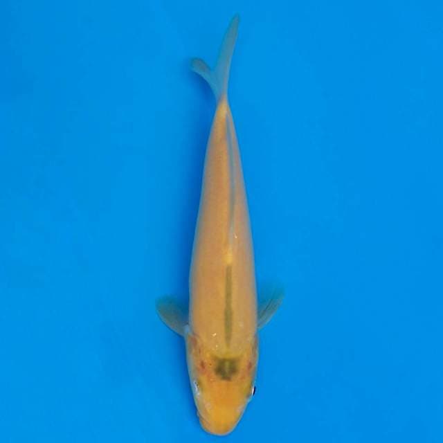 F1 karashi marusei 16cm mata cacat sebelah