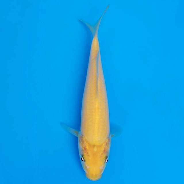 F1 karashi marusei 19cm
