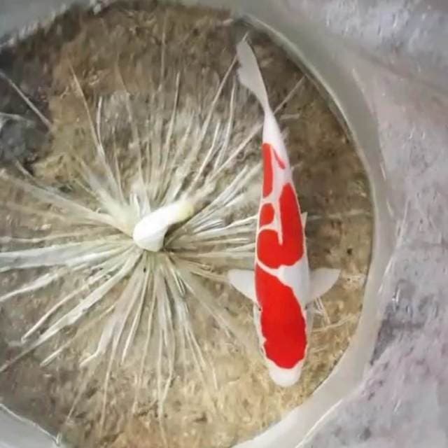 HQ KOHAKU DOITSU MURNI