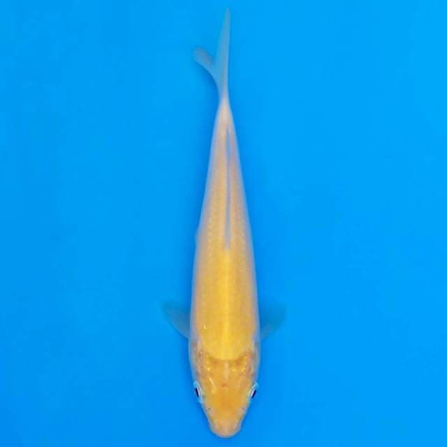 F1 karashi marusei 17cm