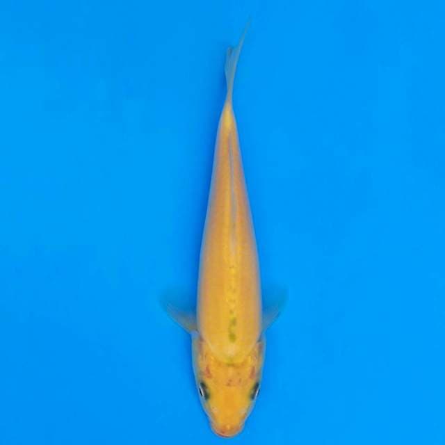 F1 karashi marusei 17cm