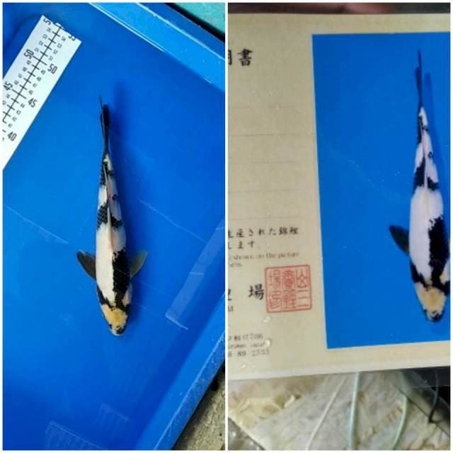 Shiro 25cm Marusei koifarm