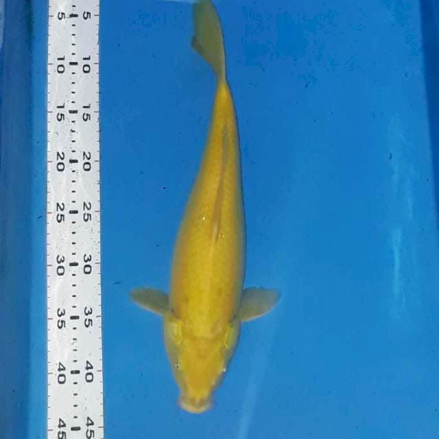 Karasi 38 cm