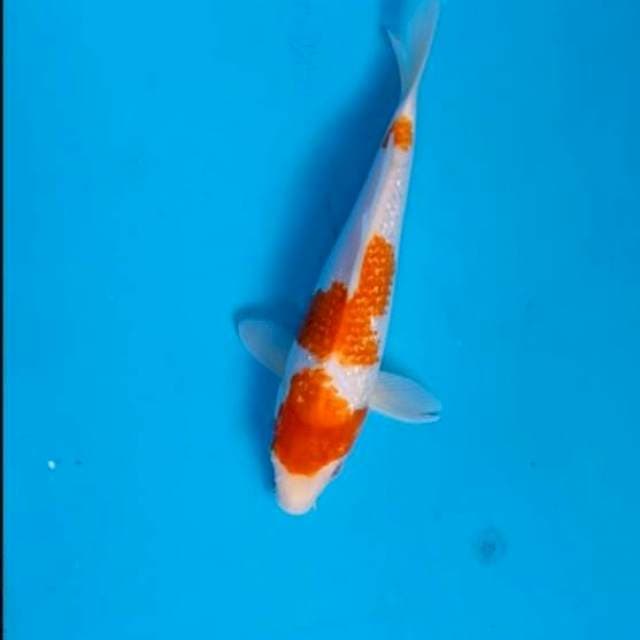 Kohaku gindrin