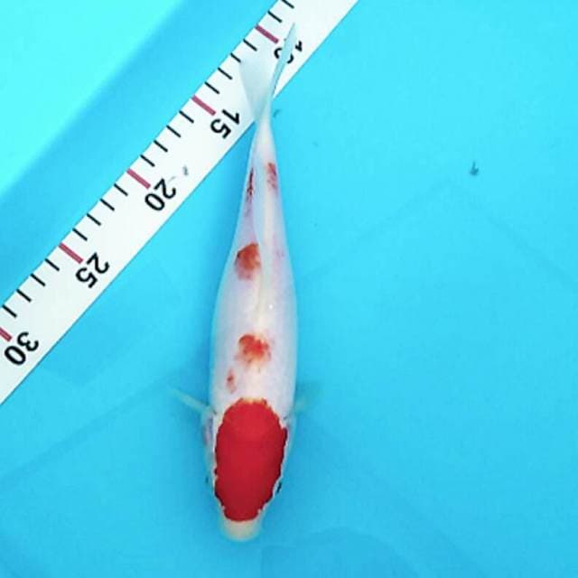 Original kohaku